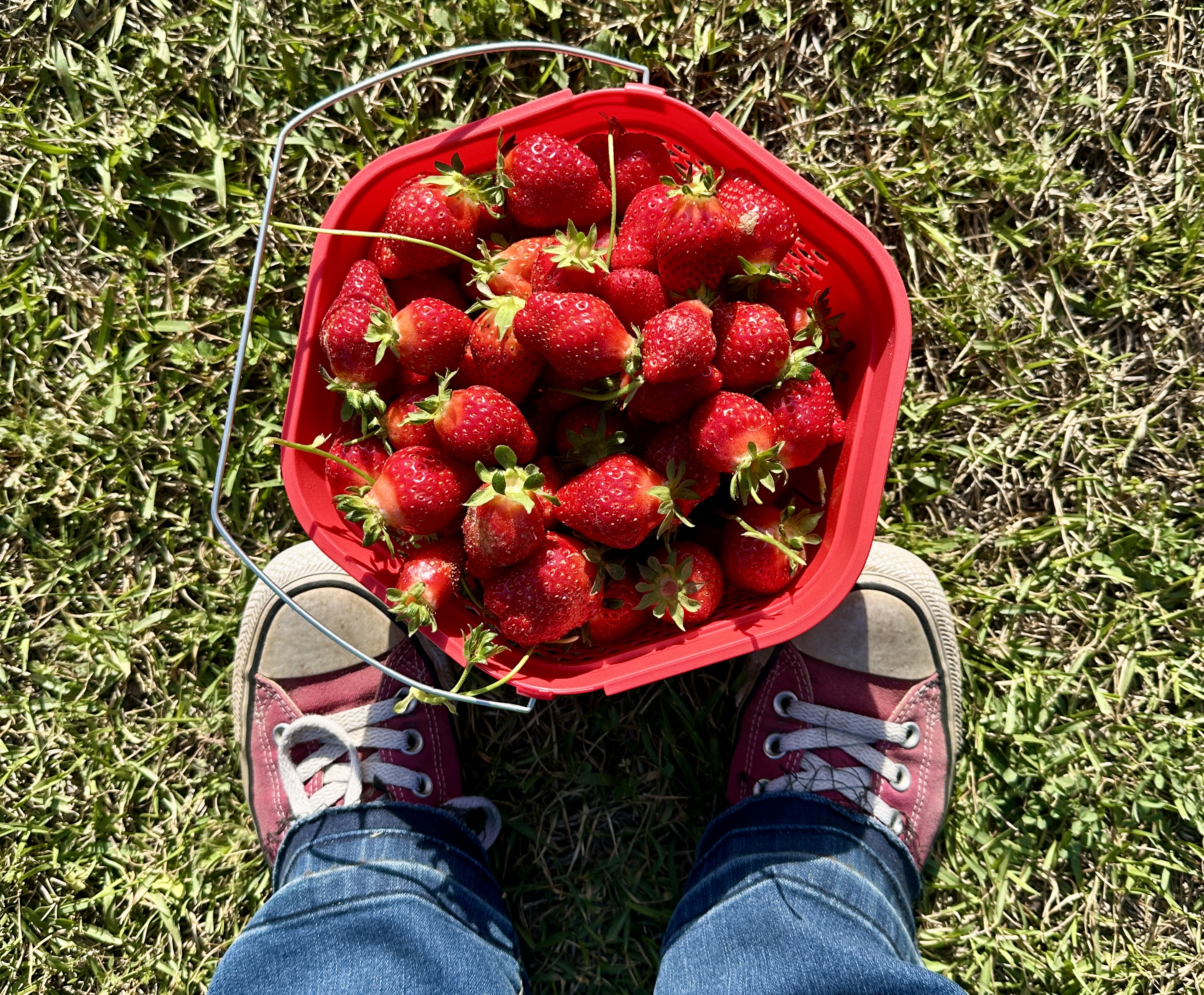 Strawberry Time